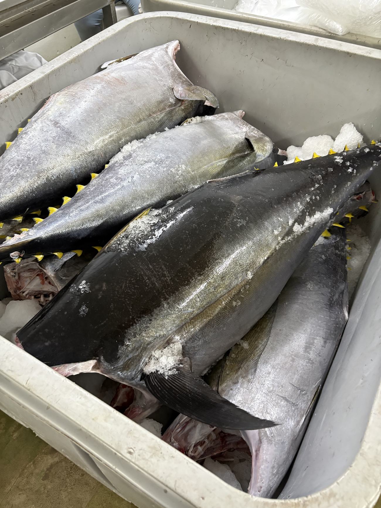 Tagged yellowfin tuna packed in ice
